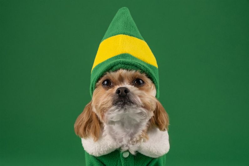 Seasonal Clothing - a small dog wearing a green and yellow hat
