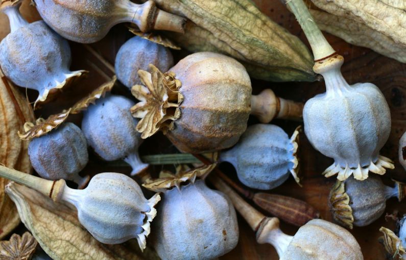 Bulbs And Seeds - a close up of a bunch of fruit on a table