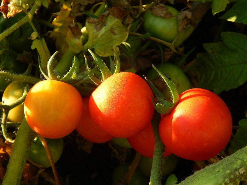 Garden Produce - a close up of three tomatoes growing on a plant