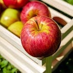 Ripe red apples in a wooden crate on grass, showcasing fresh fruit outdoors.